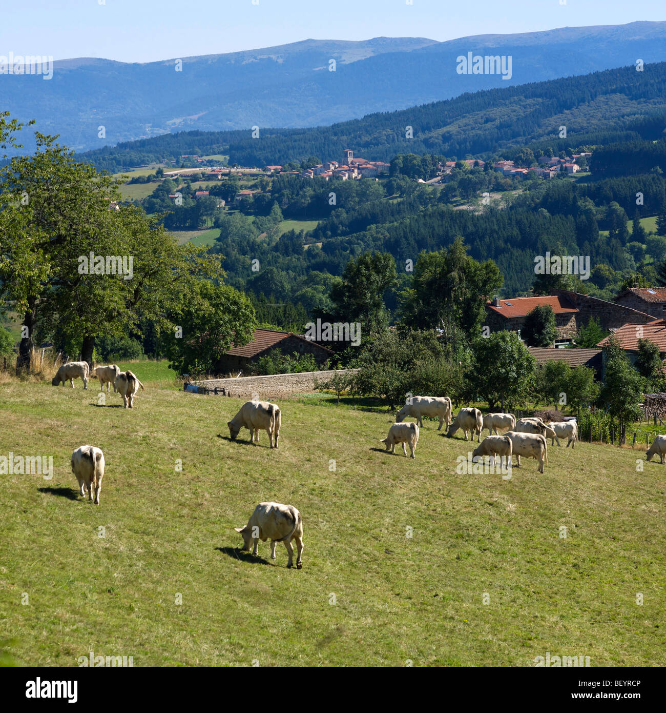 Parc Naturel Régional Livradois-Forez - Dorf und Bauernhof von St. Amand Roche Savine, Auvergne, Frankreich. Stockfoto