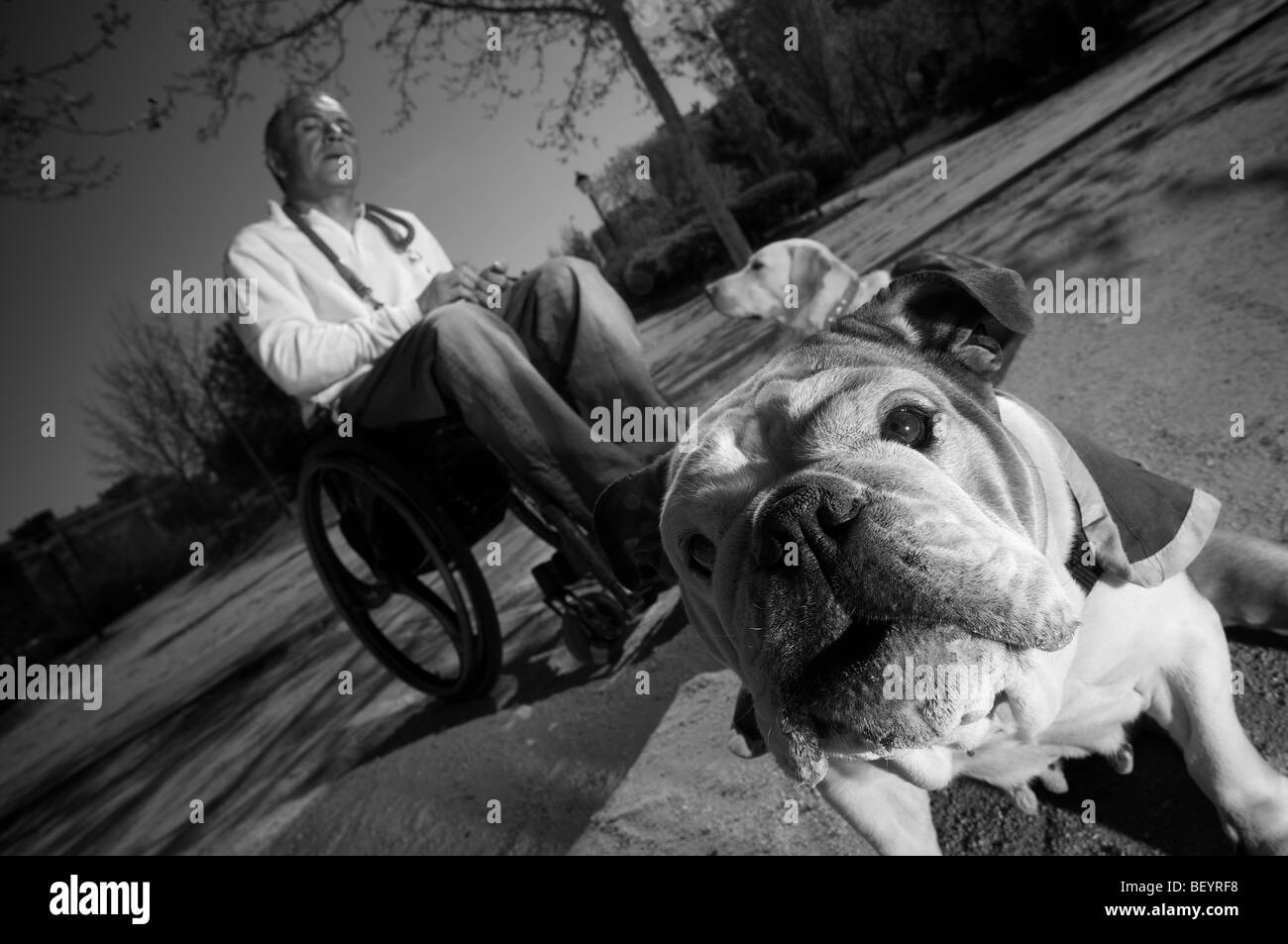 Rollstuhl gebundenen Hundetrainer Stockfoto