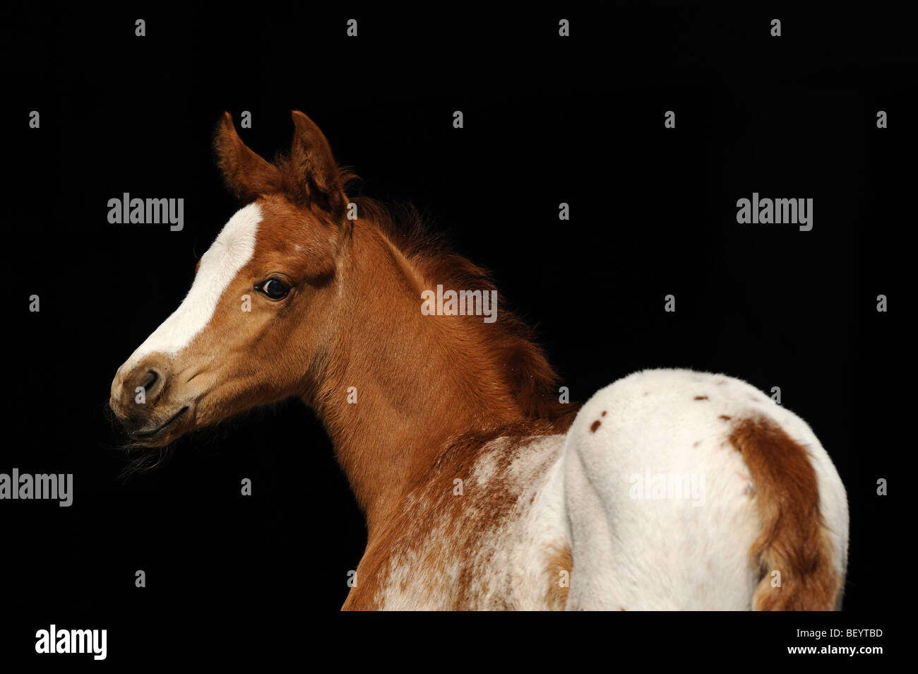AraAppaloosa Pferd (Equus Caballus), Fohlen. Diese Rasse ist eine Mischung aus arabischen und Appaloosa. Stockfoto