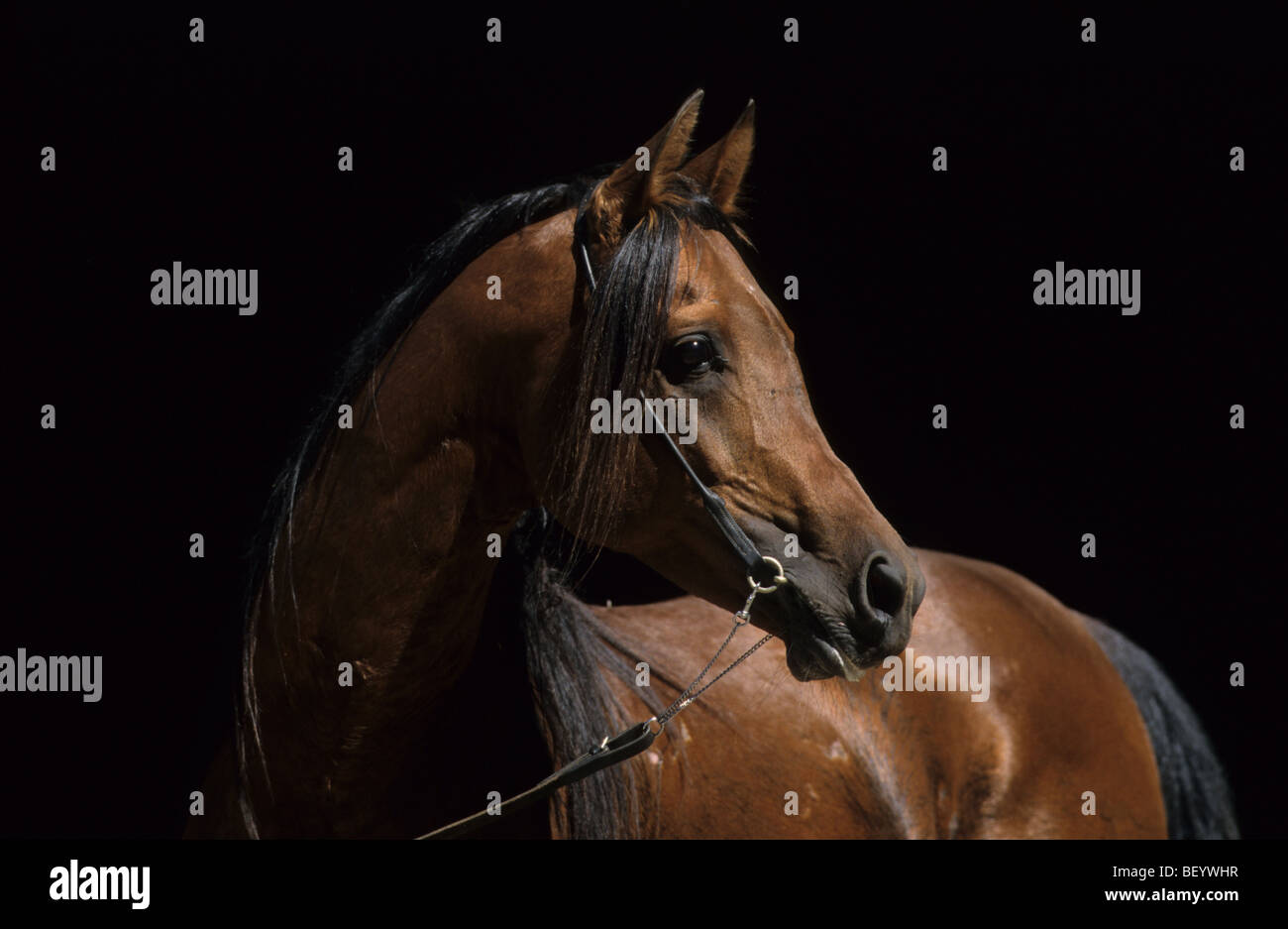 Arabisches Pferd (Equus Caballus), Portrait des Hengstes. Stockfoto