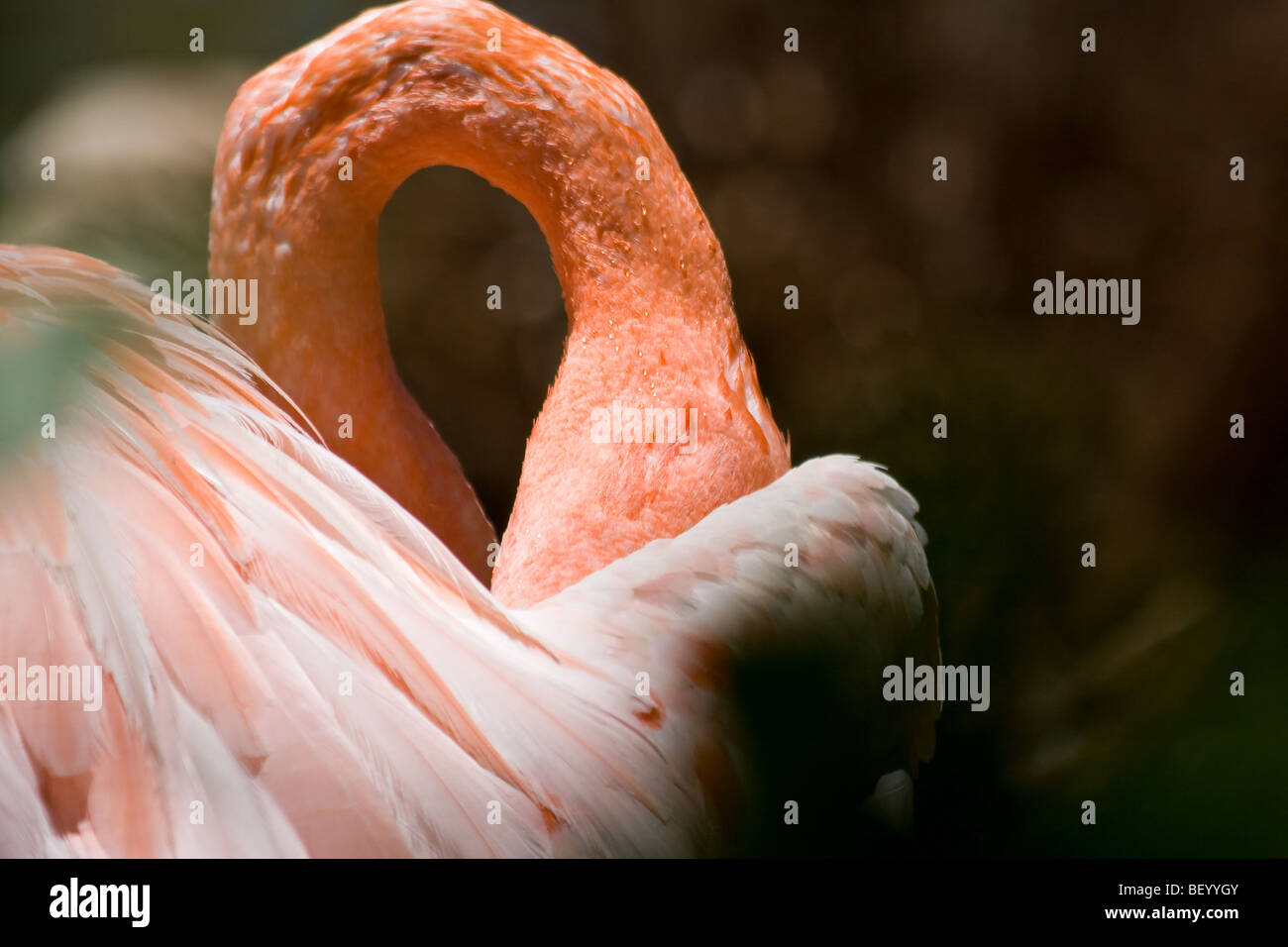 Der "Hals" ein "Karibik Flamingo" als es "preens" im "San Diego Zoo" in "San Diego", "California." Stockfoto