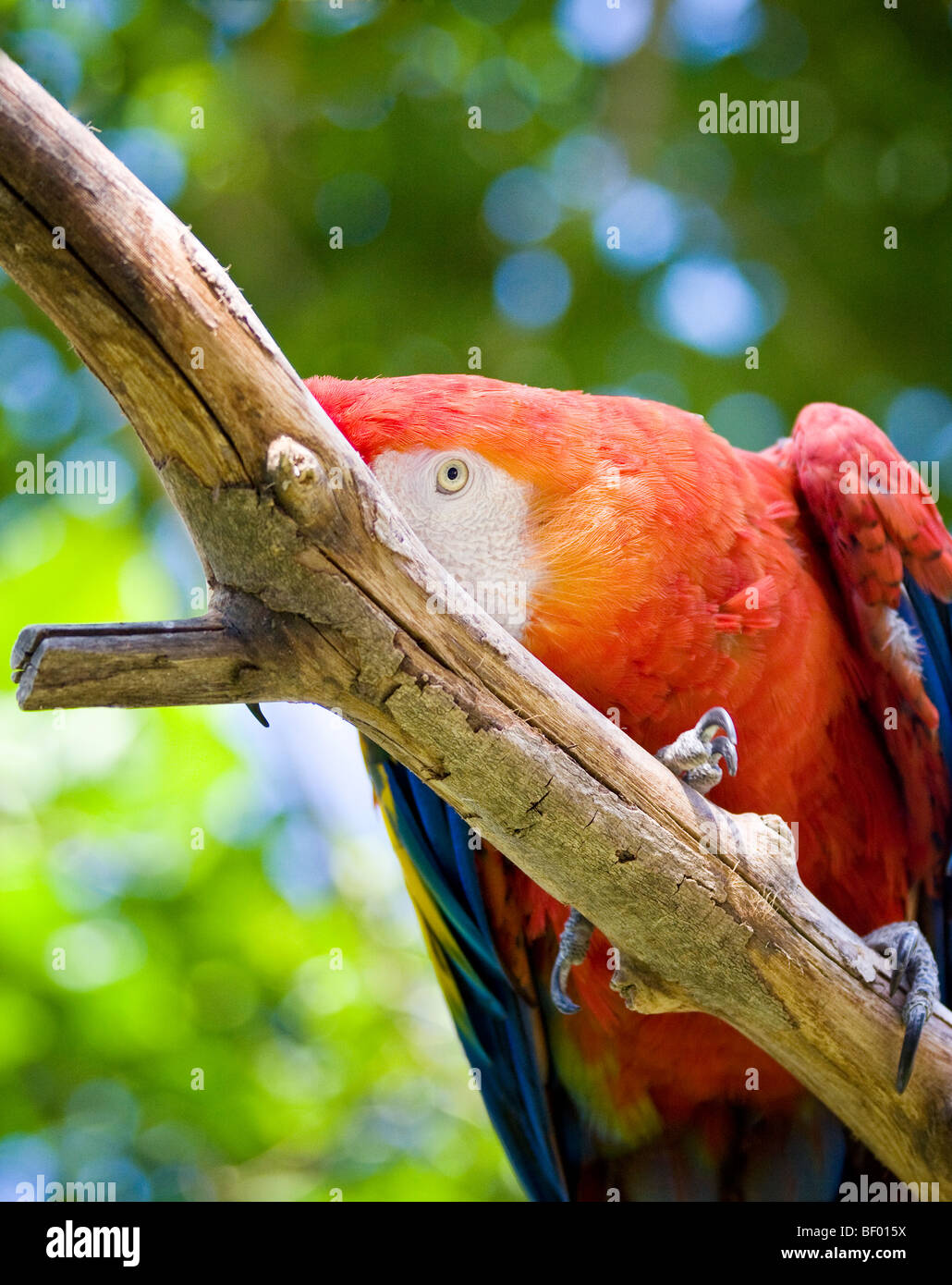 Ein schüchtern und bunt "Scarlet Ara" spielt Peek-a-boo auf einem Ast im "San Diego Zoo" in "San Diego", "California." Stockfoto