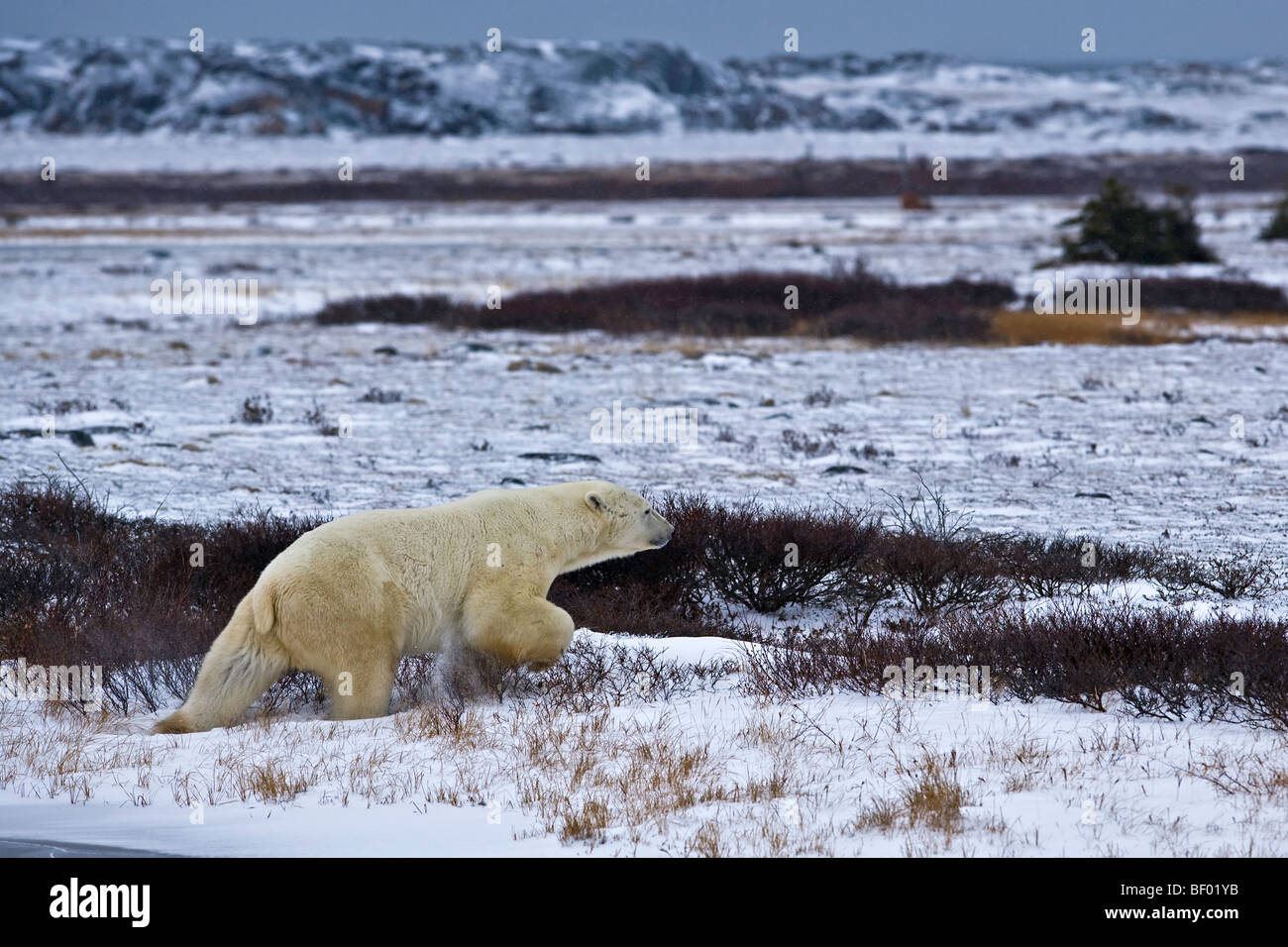 Eisbär Ursus Maritimus in der Churchill Wildlife Management Area, Hudson Bay, Churchill, Manitoba, Kanada. Stockfoto