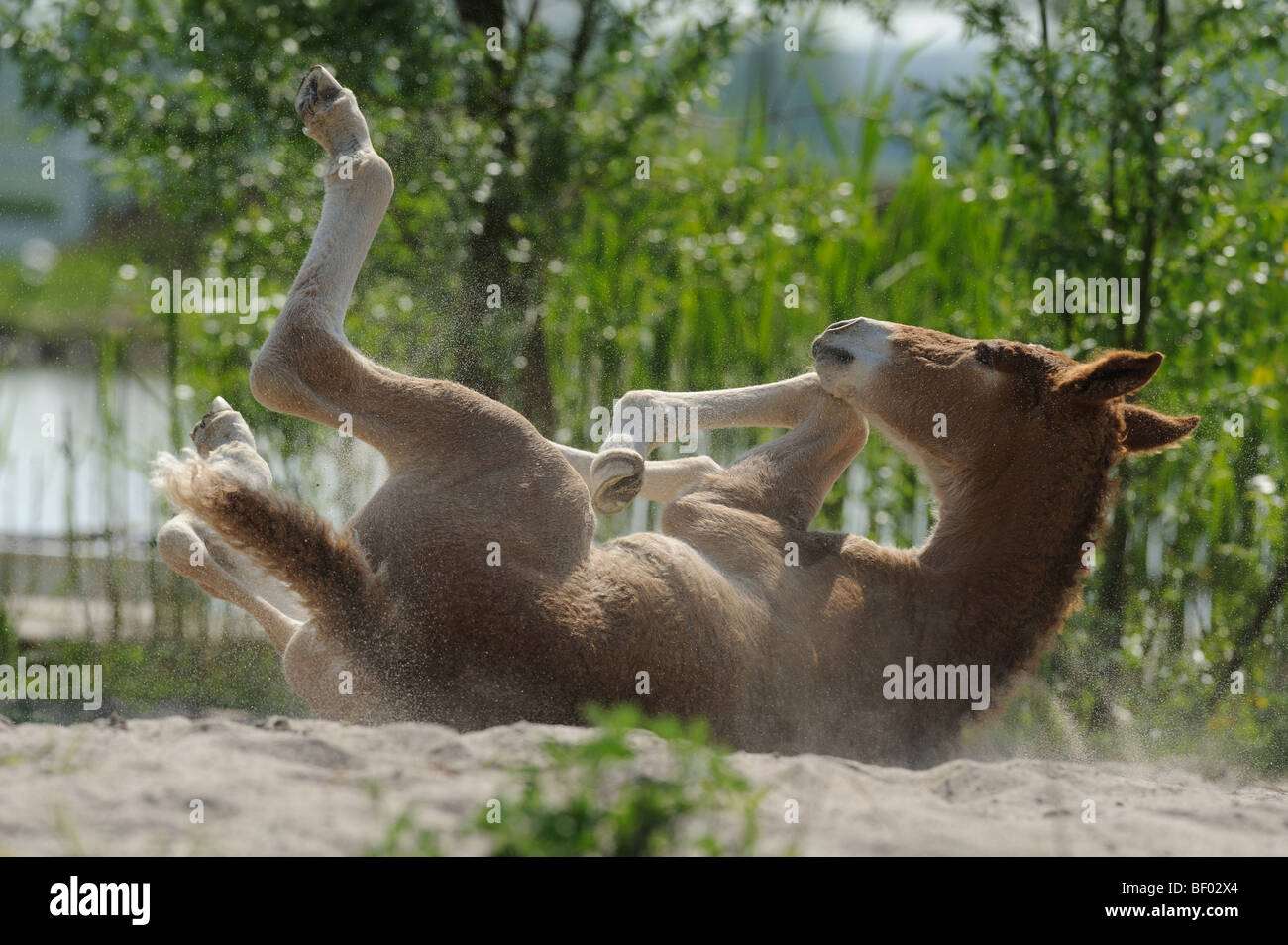 Lockiges Pferd (Equus Caballus), Fohlen, Rollen im Sand. Stockfoto