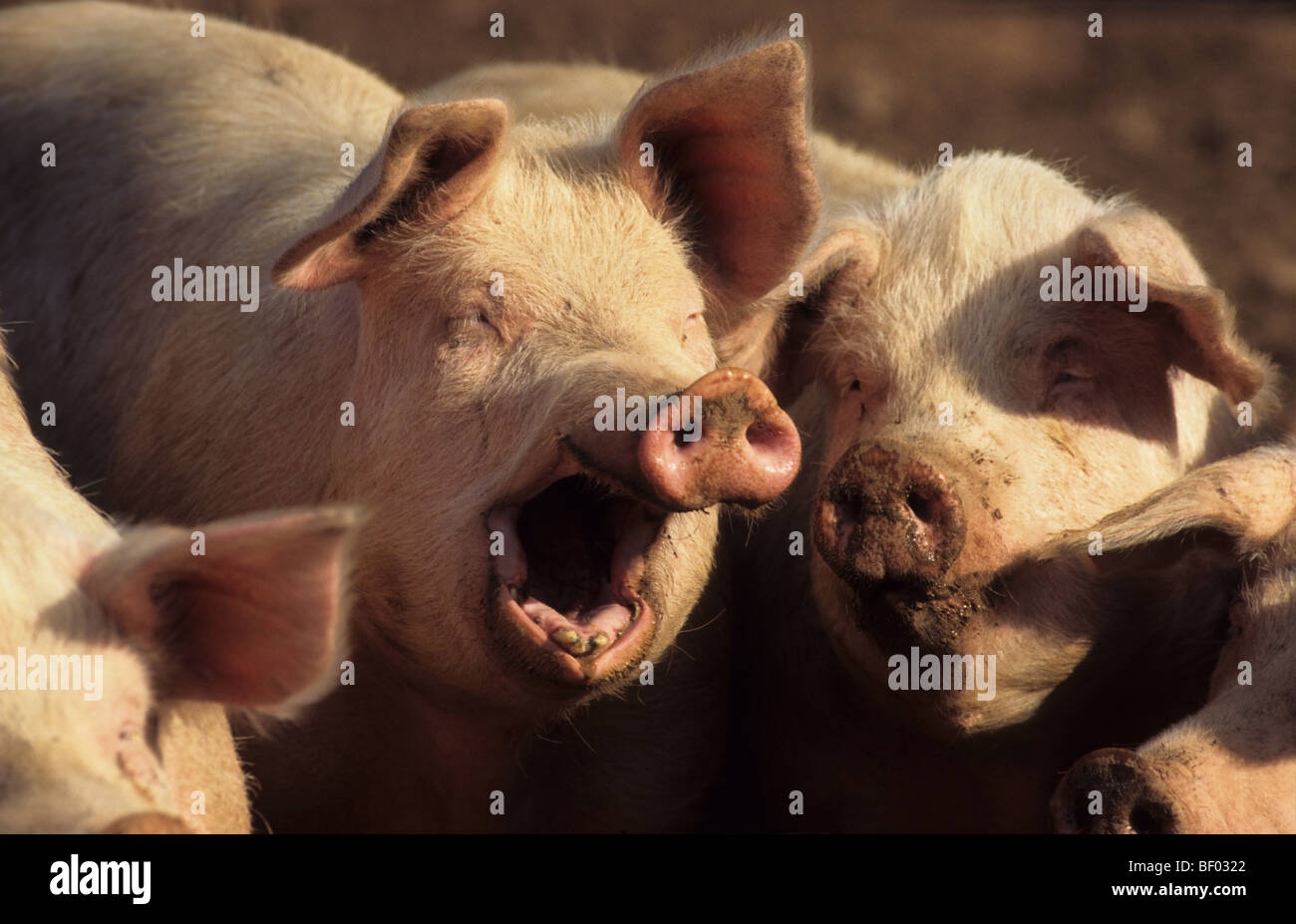Hausschwein (Sus Scrofa Domestica), Gähnen. Stockfoto