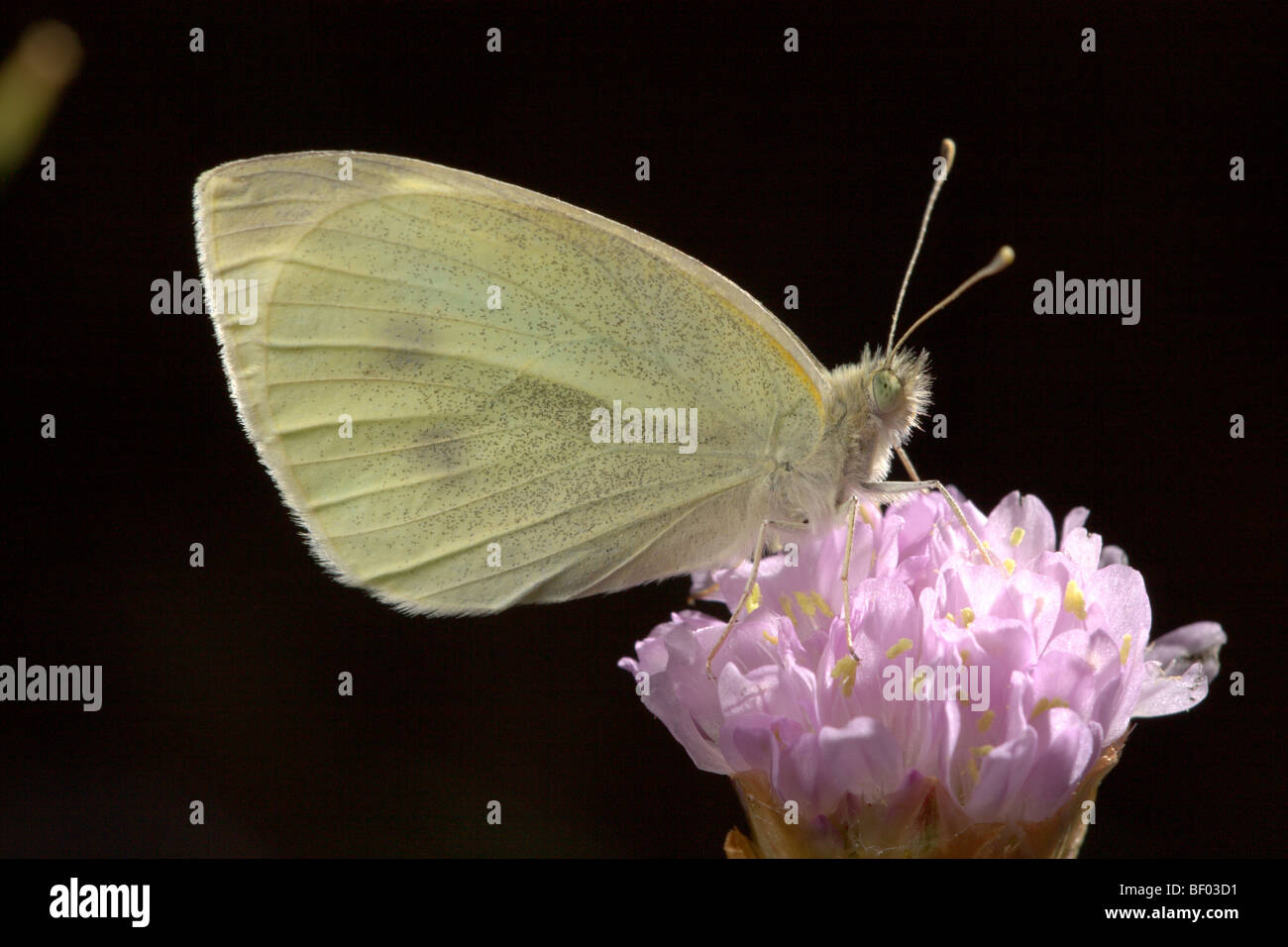 Schmetterling Pieris Rapae Armeria Werk Stockfoto
