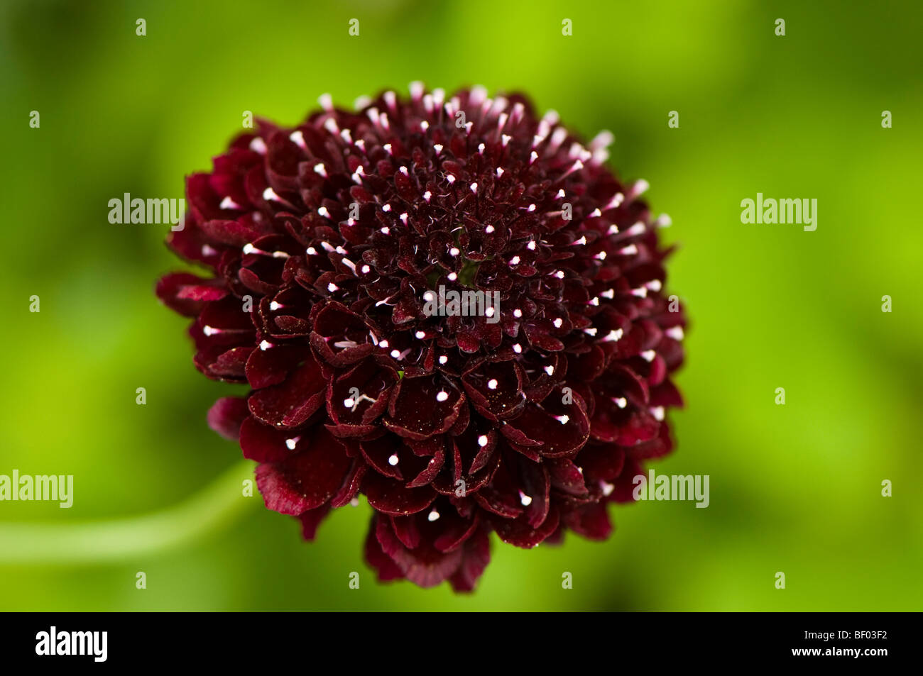 Scabiosa Ace of Spades, Nadelkissen Blume Stockfoto