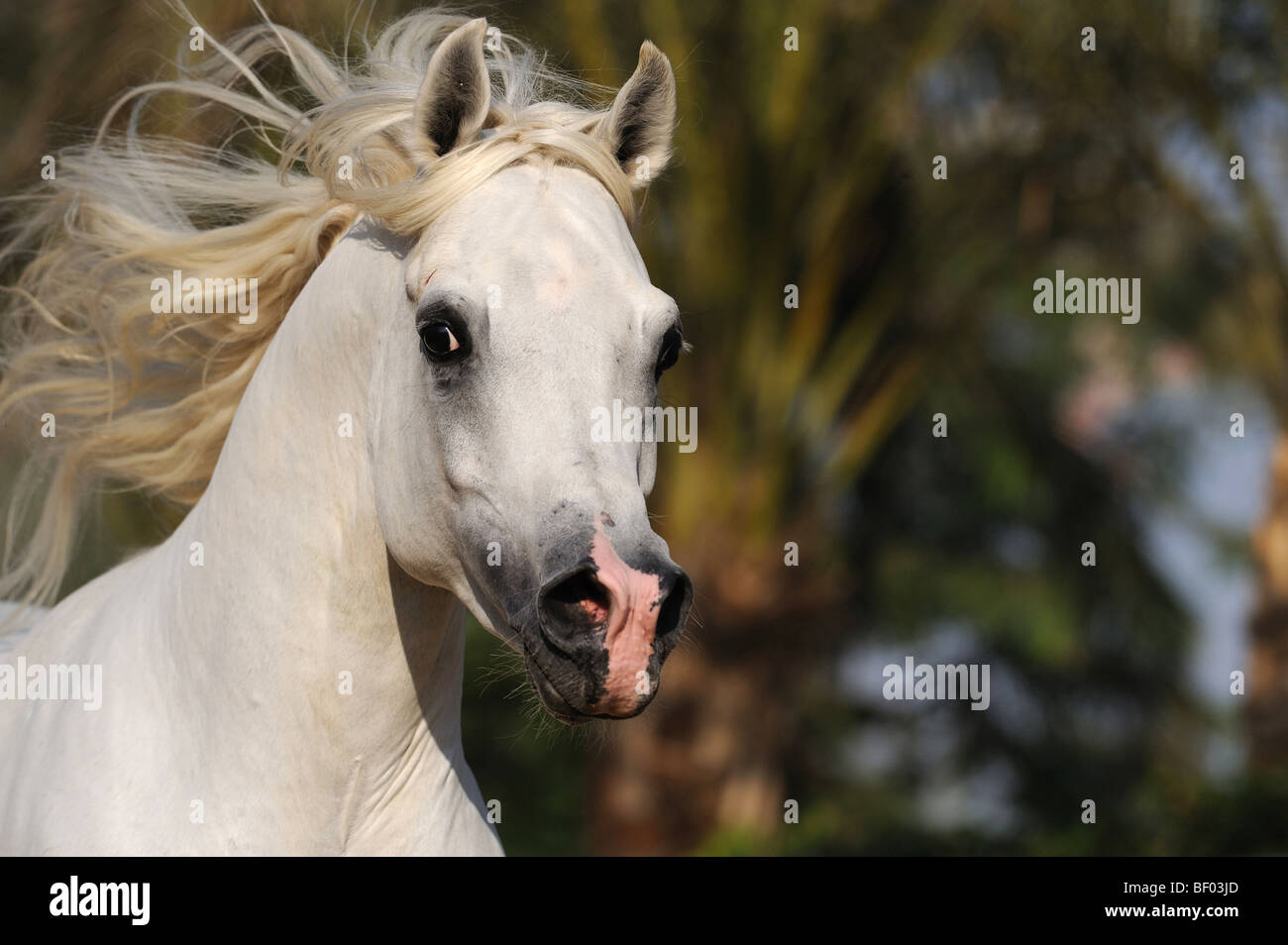 Arabisches Pferd (Equus Caballus), Portrait des Hengstes. Stockfoto