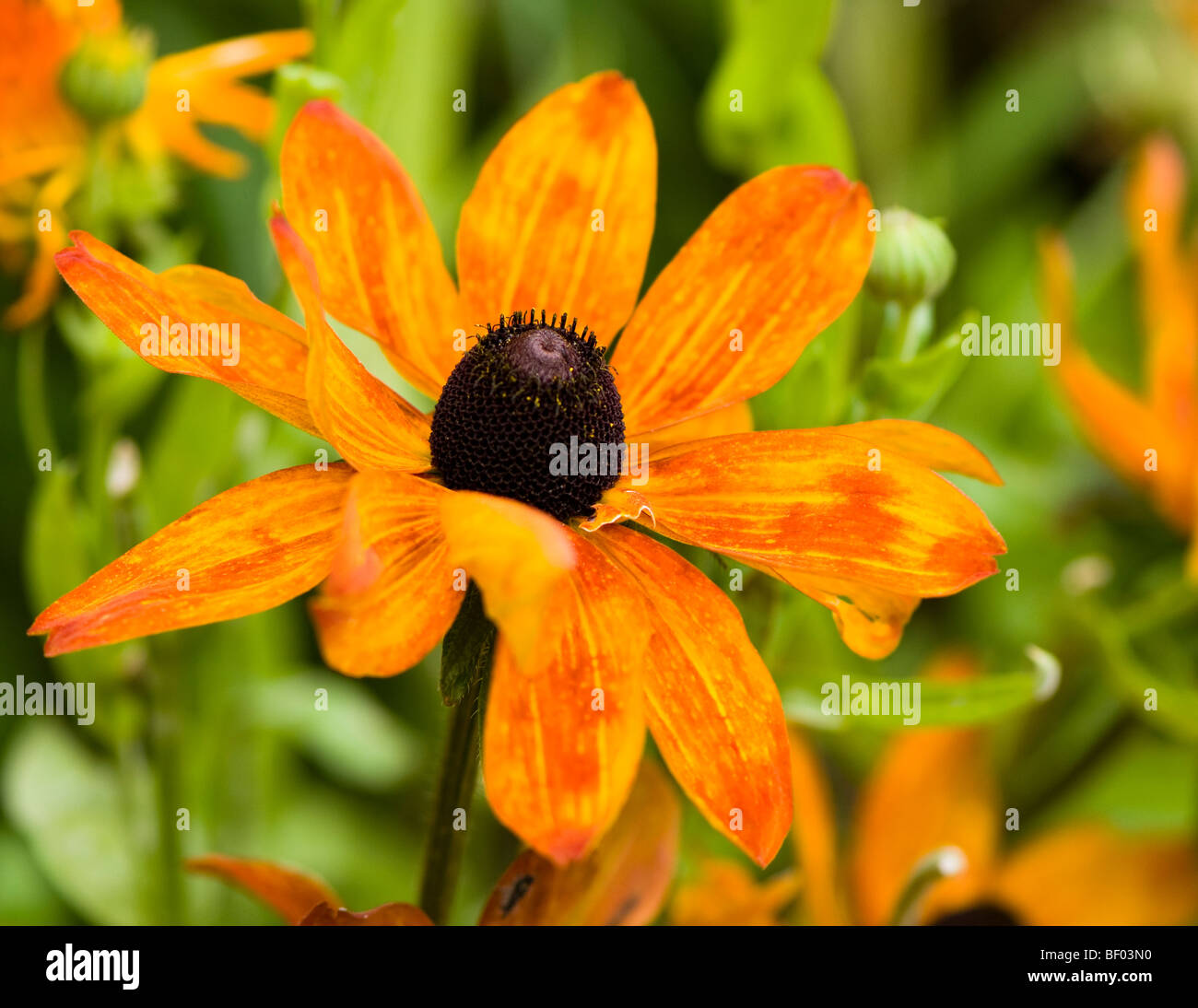 Orange Rudbeckias in Blüte Stockfoto