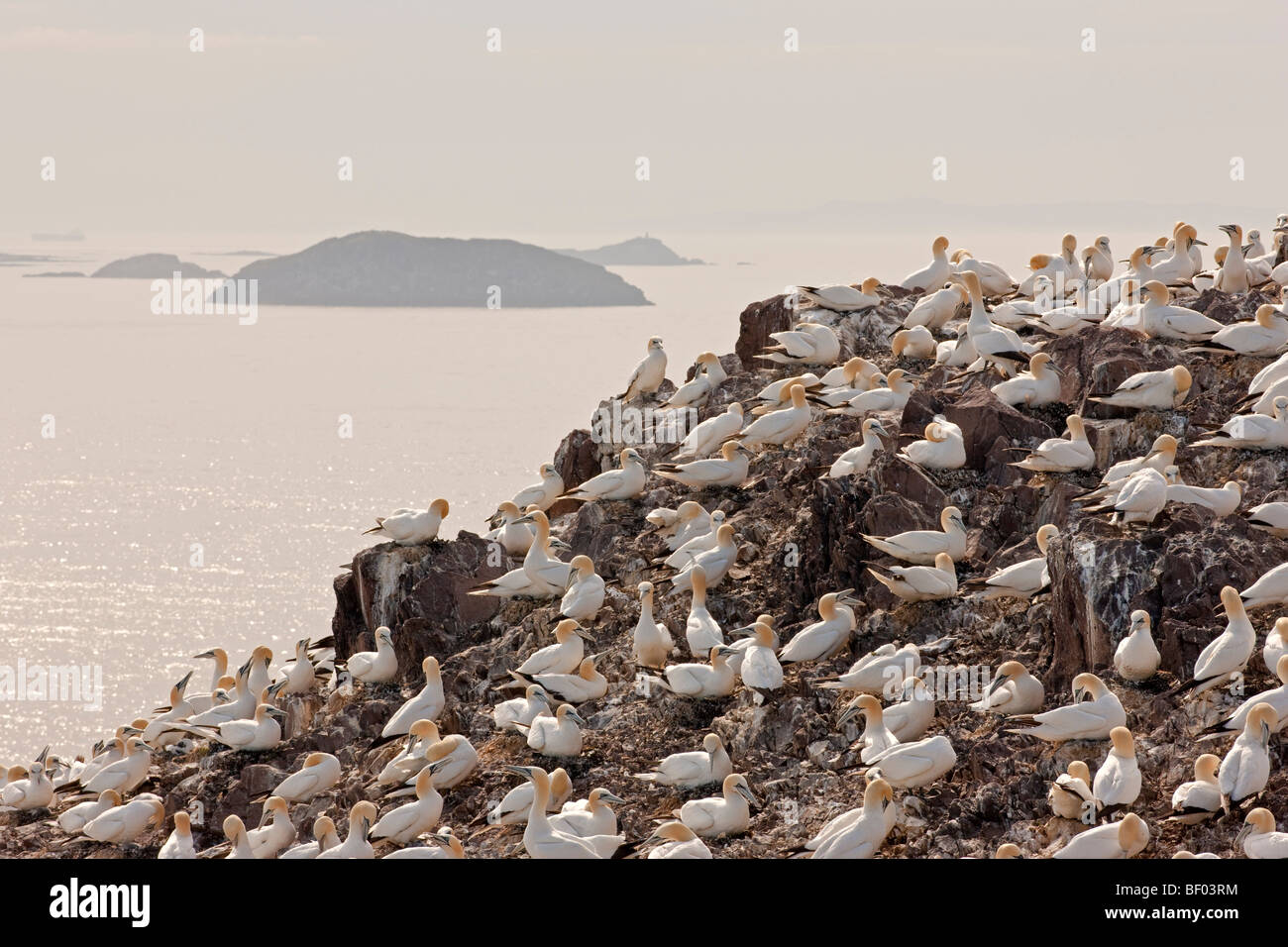 Bass Rock Tölpelkolonie in der späten Nachmittagssonne Stockfoto