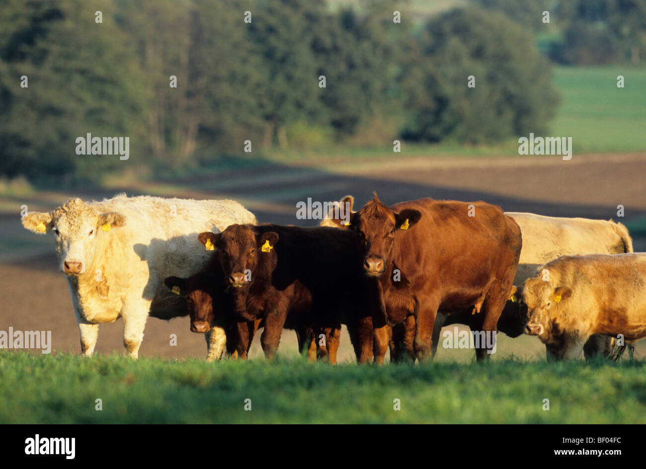 Hausrind (Bos Primigenius, Bos Taurus), Rinder verschiedener Rassen auf ...
