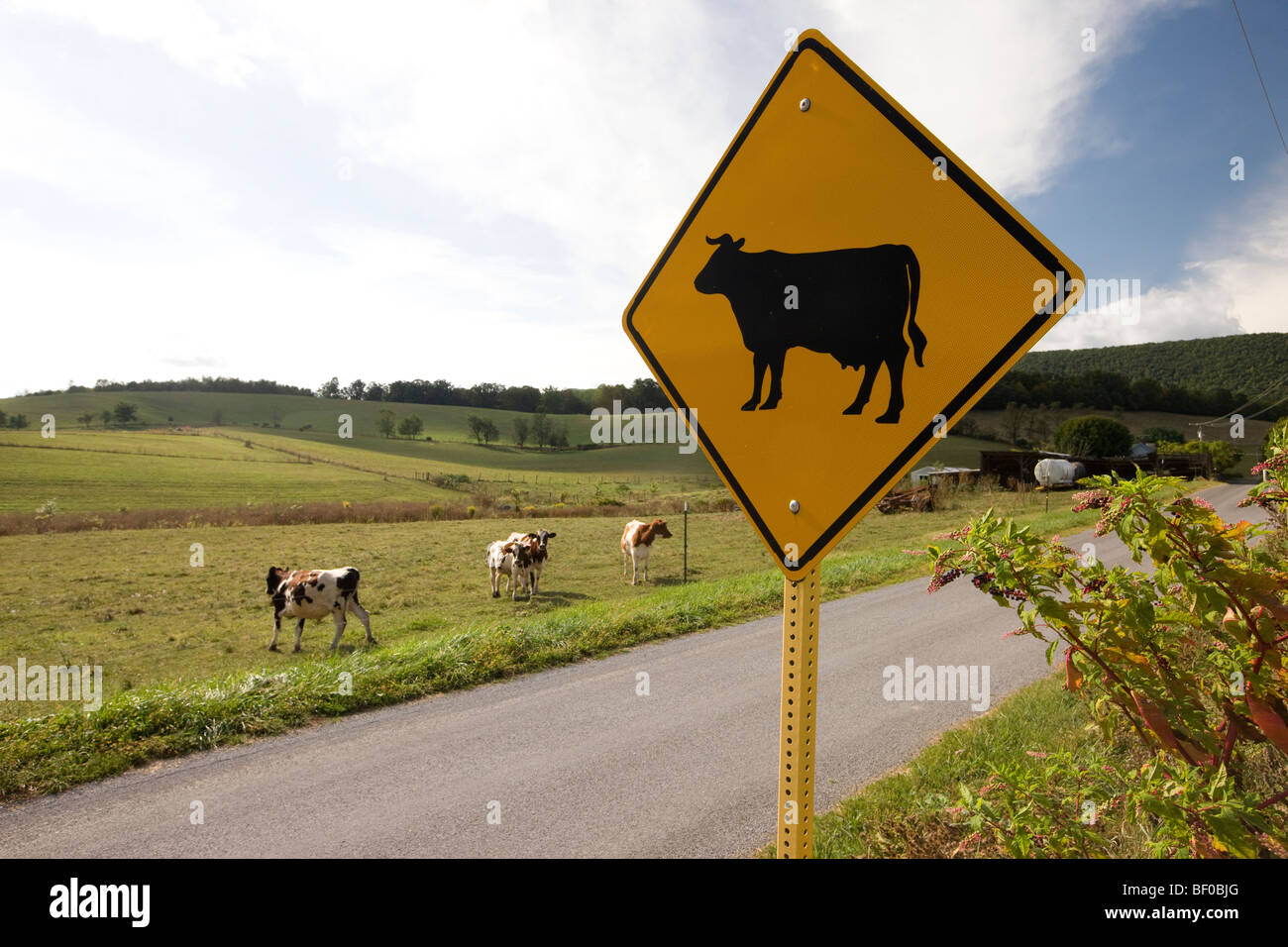 Kühe grasen unter eine Kuh Straßenschild in Staunton, Virginia Stockfoto