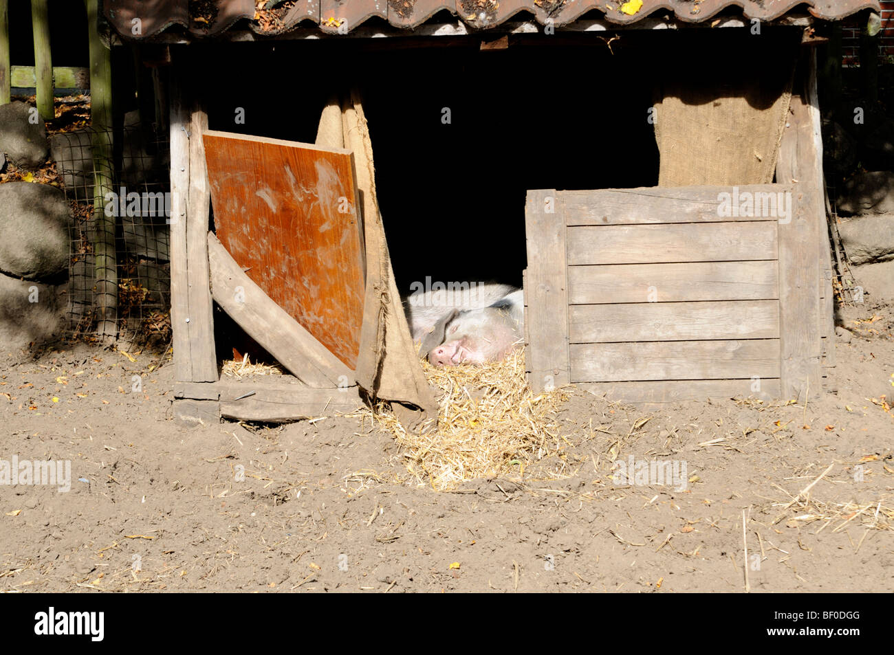 Das Bunte Bentheimer Schwein ist Eine Schweinerasse in Deutschland. -Die Bentheimer schwarz Pied ist eine Rasse des Schweins in Deutschland. Stockfoto