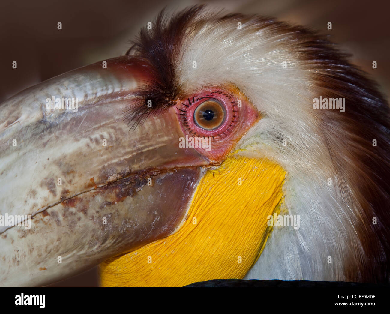 Gesicht-Detail von Plain pouched Hornbill, Rhyticeros subruficollis Stockfoto