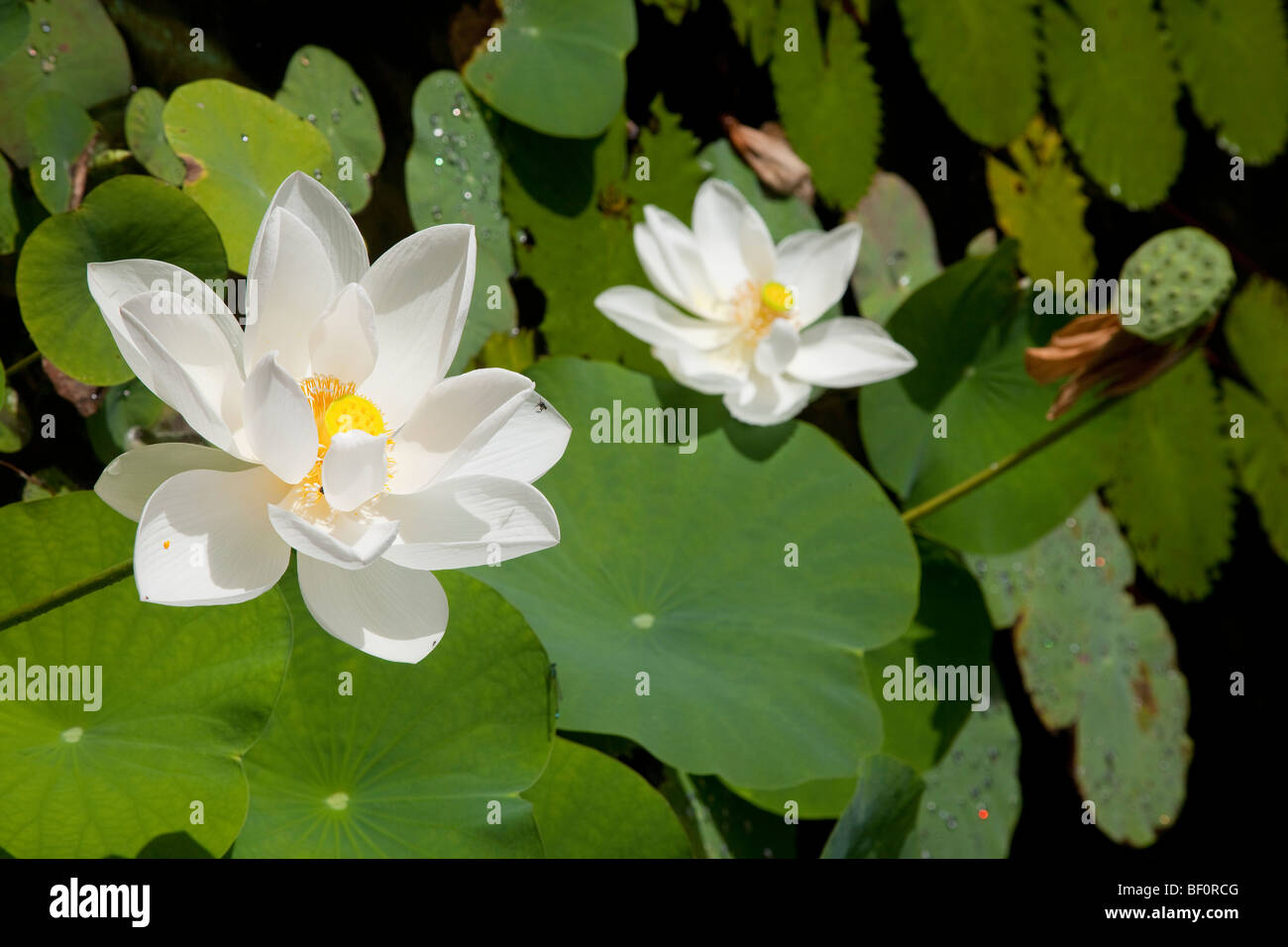 White Lotus Blumen Stockfoto