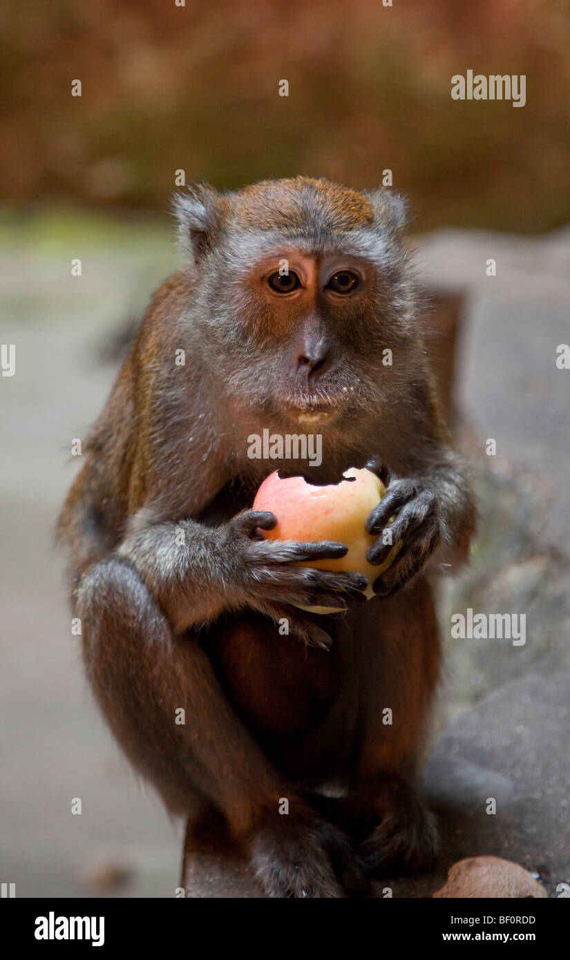Verzehr von Obst in der Batu Caves Malaysia Makaken-Affen Stockfoto
