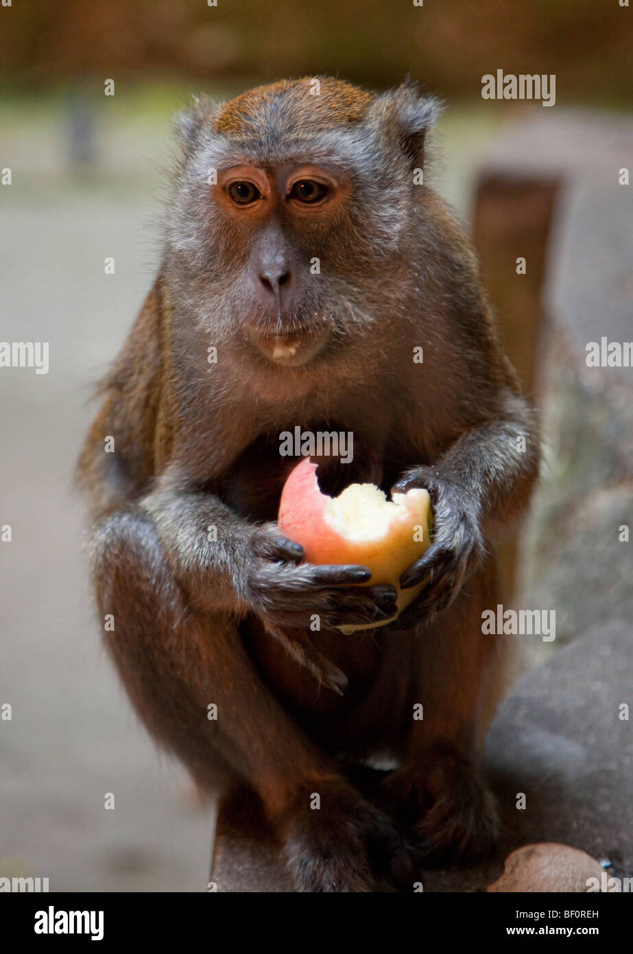 Verzehr von Obst in der Batu Caves Malaysia Makaken-Affen Stockfoto