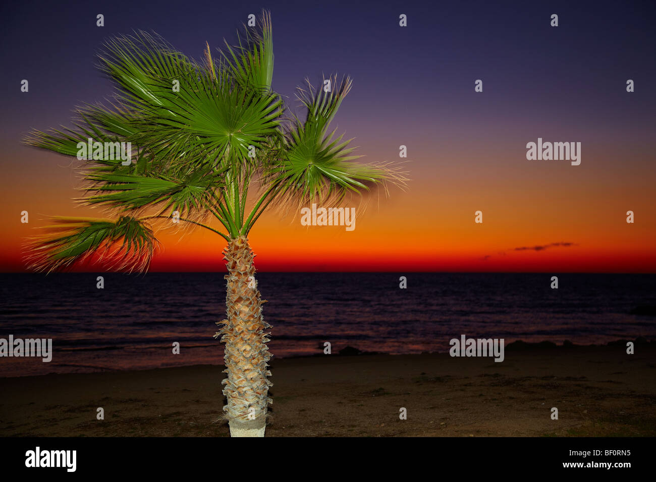 Palme am Strand bei Sonnenuntergang Stockfoto