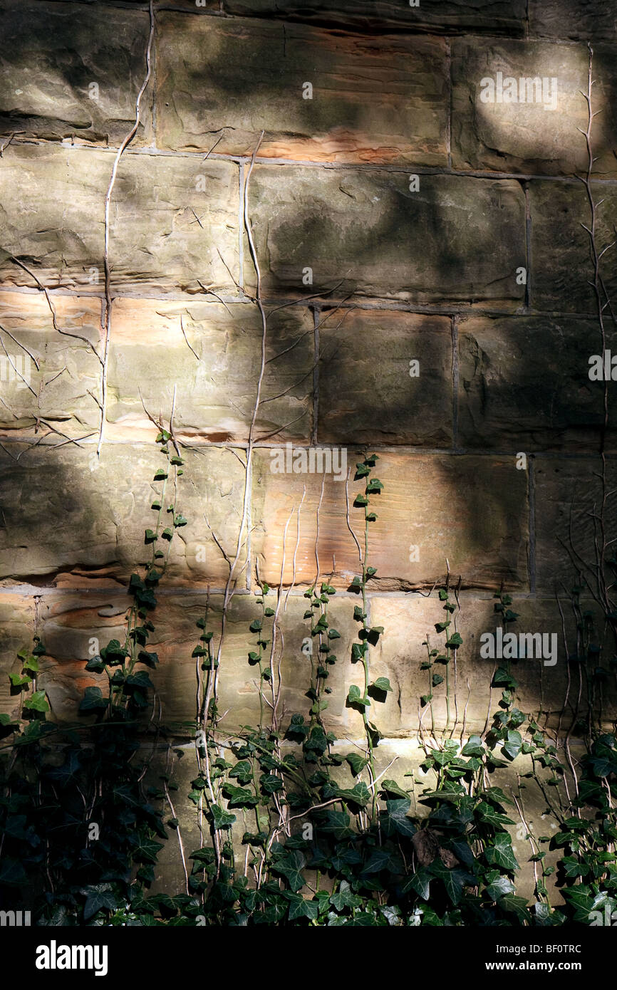 Efeu (Hedera) klettern auf der Seitenwand des einen alten Wasserturm Stockfoto