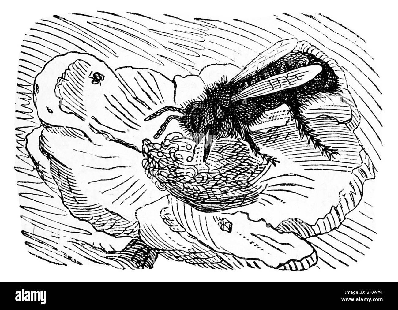 Biene saugt Nektar, historische Illustration aus: Marie Adenfeller, Friedrich Werner: Kochen und Hauswirtschaft b illustriert Stockfoto