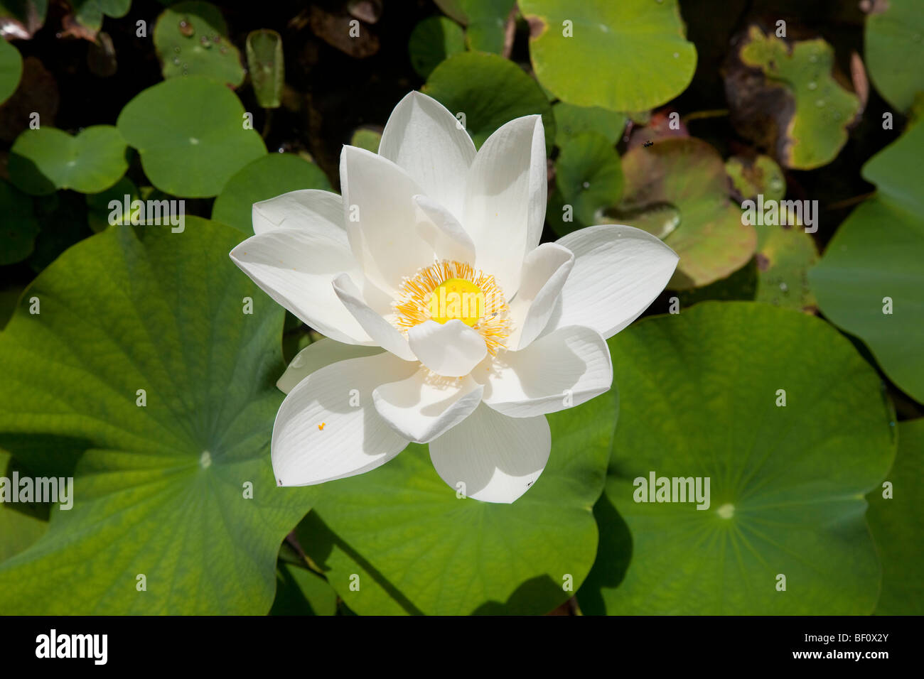 White Lotus Blumen Stockfoto