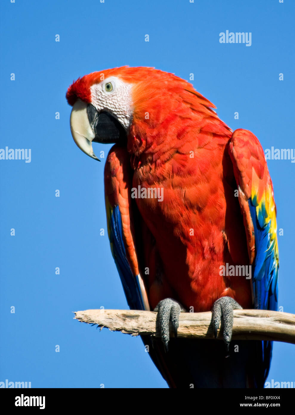 Eine bunte "Scarlet Macaw" sitzt auf einem Ast, umgeben von blauem Himmel im "San Diego Zoo" in "San Diego", "California." Stockfoto
