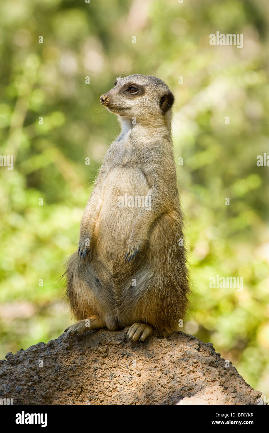 Ein "Fett" "Afrikanischen" "Erdmännchen" sitzen auf ihren Hinterbeinen auf einem 'Termite Hügel." Stockfoto