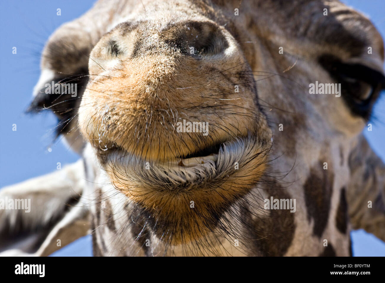 Eine Nahaufnahme einer "lächelnde" "Giraffe". Stockfoto