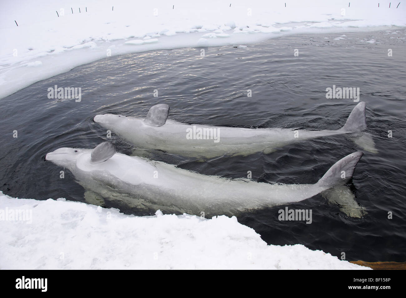 Delphinapterus Leucas, weißen Wal, Beluga, Outdoor Delphinarium Belukha, Kanarischen Meer, weißes Meer, Russland Stockfoto