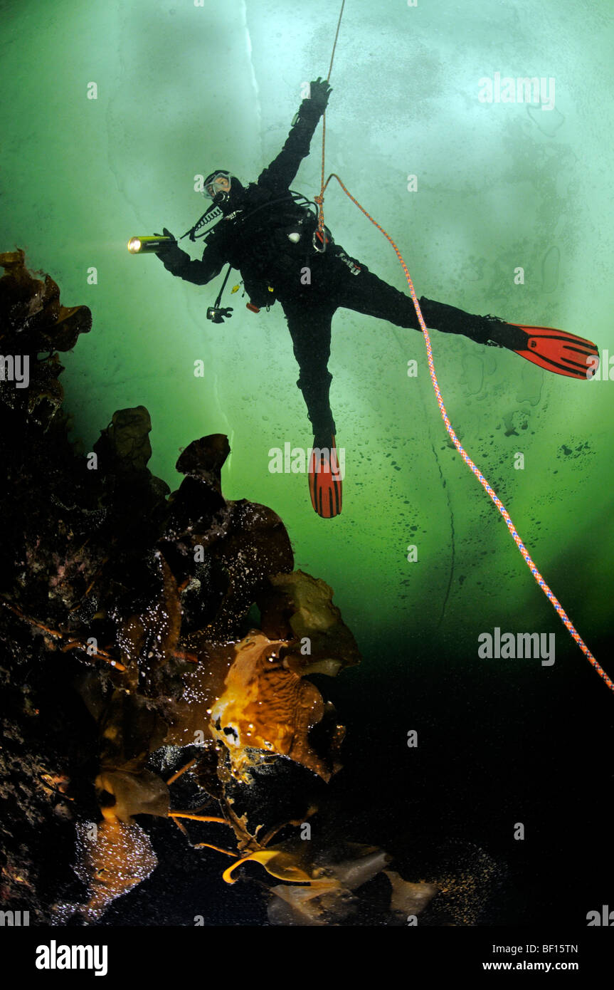 Eis-tauchen, Eis-Taucher, weißes Meer, Russland Stockfoto