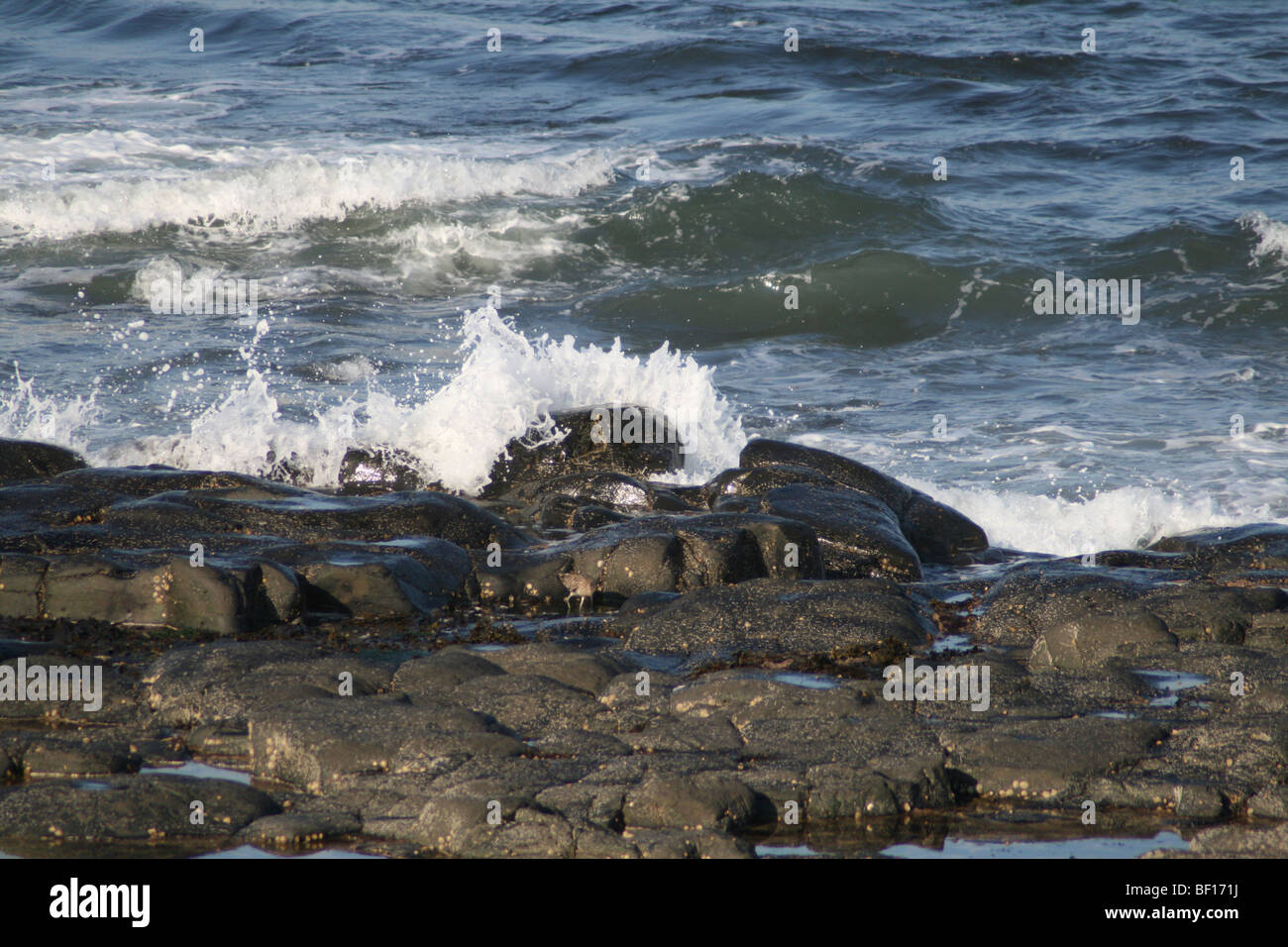 Wellen brechen über der Whinstone-Felsenküste in Northumberland Stockfoto