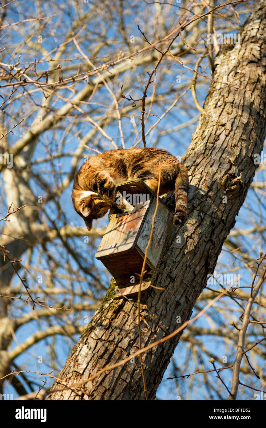 Eine Katze und einen Nistkasten in einem Baum, Schweden. Stockfoto