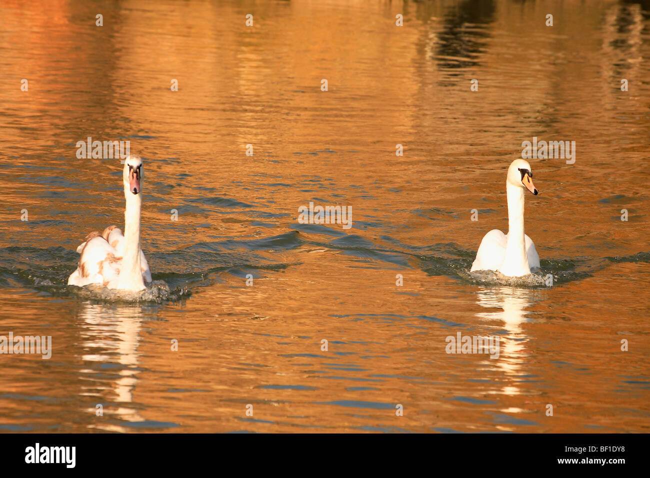 Zwei Schwäne am goldenen See Surrey England Stockfoto