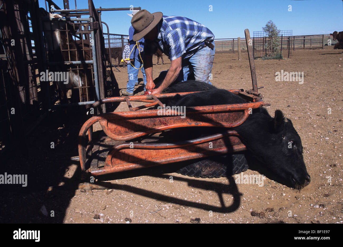Cowboy entfernt Eierstöcke von einer Kuh, Kastration oder ovariectomising  weibliche Rinder, grobe Verfahren zu Rindfleisch Gewichtszunahme,  Australien Stockfotografie - Alamy