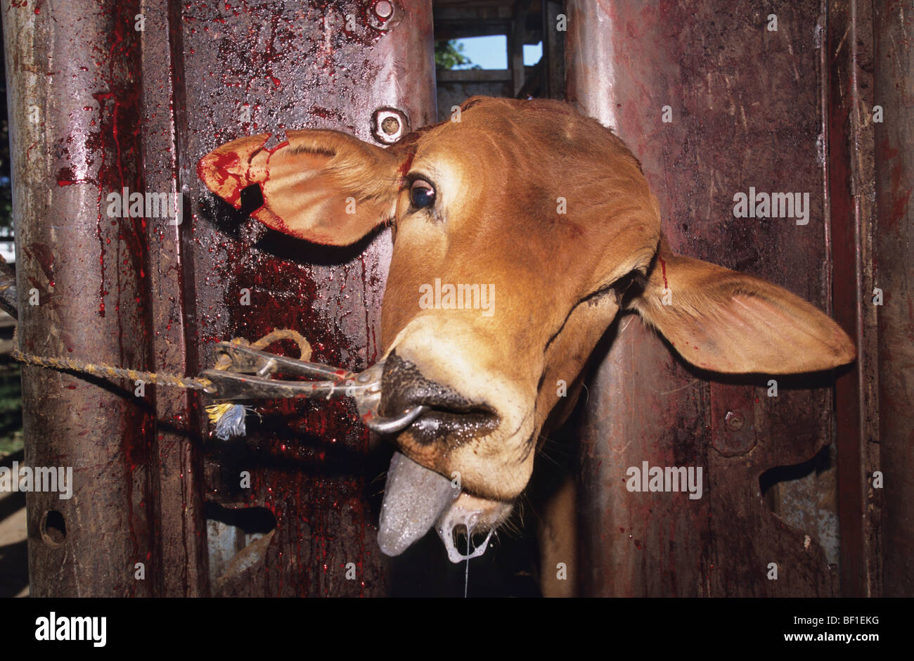 Kuh schreckliche unmenschliche Behandlung und Leiden ausgesetzt. Cut off Hörner, Ohren durchbohrt und schneiden, gebrandmarkt, traumatisiert. Australien Stockfoto