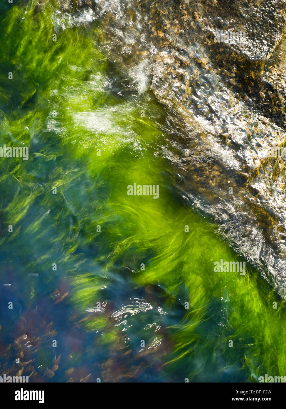Algen in den Gewässern Rand, Nahaufnahme, Schweden. Stockfoto