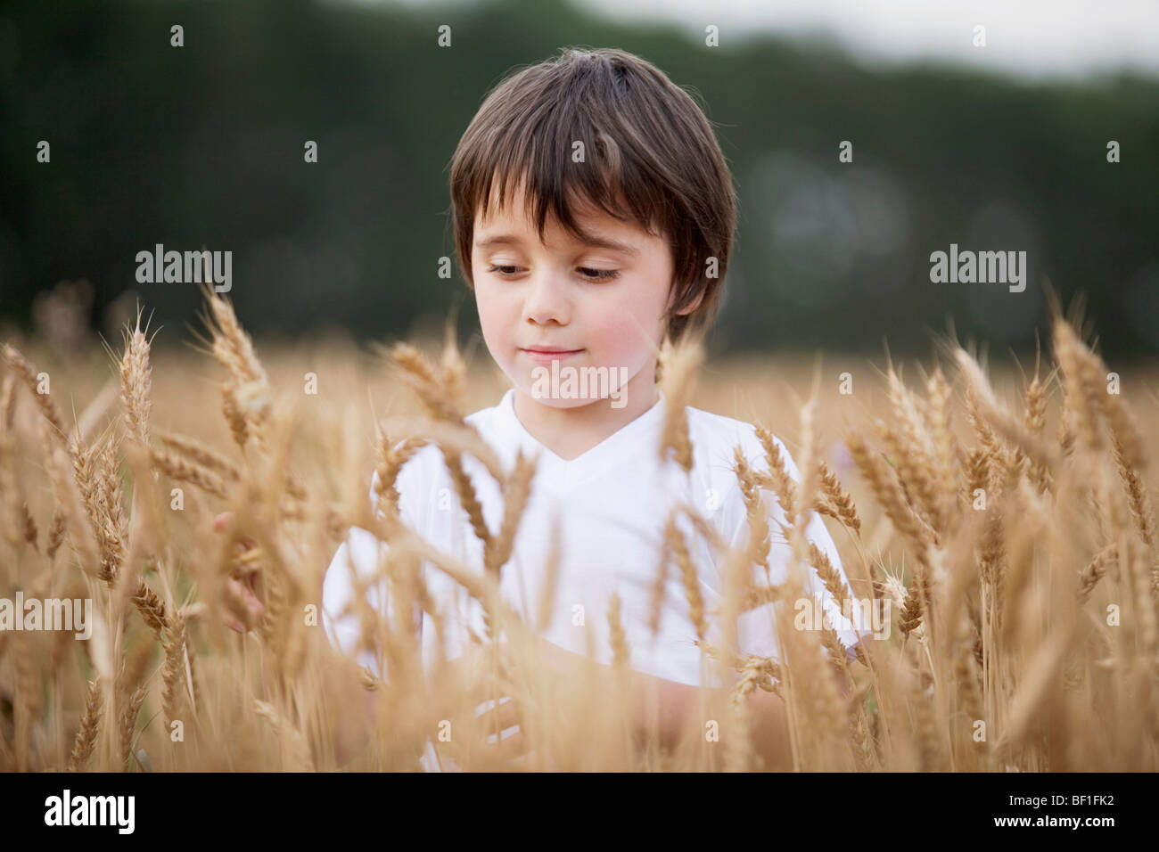 Ein Junge steht in einem Weizenfeld Stockfoto