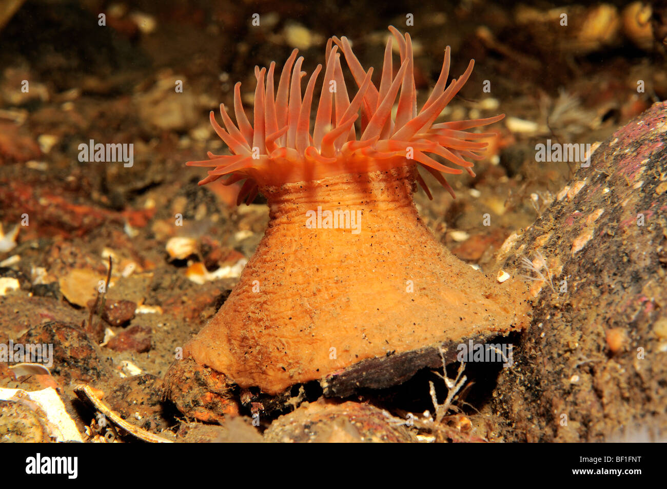 Urticina Crassicornis, Northern Red Anemone, Seaanemone, Paintet Urticina, weißes Meer, Russland Stockfoto