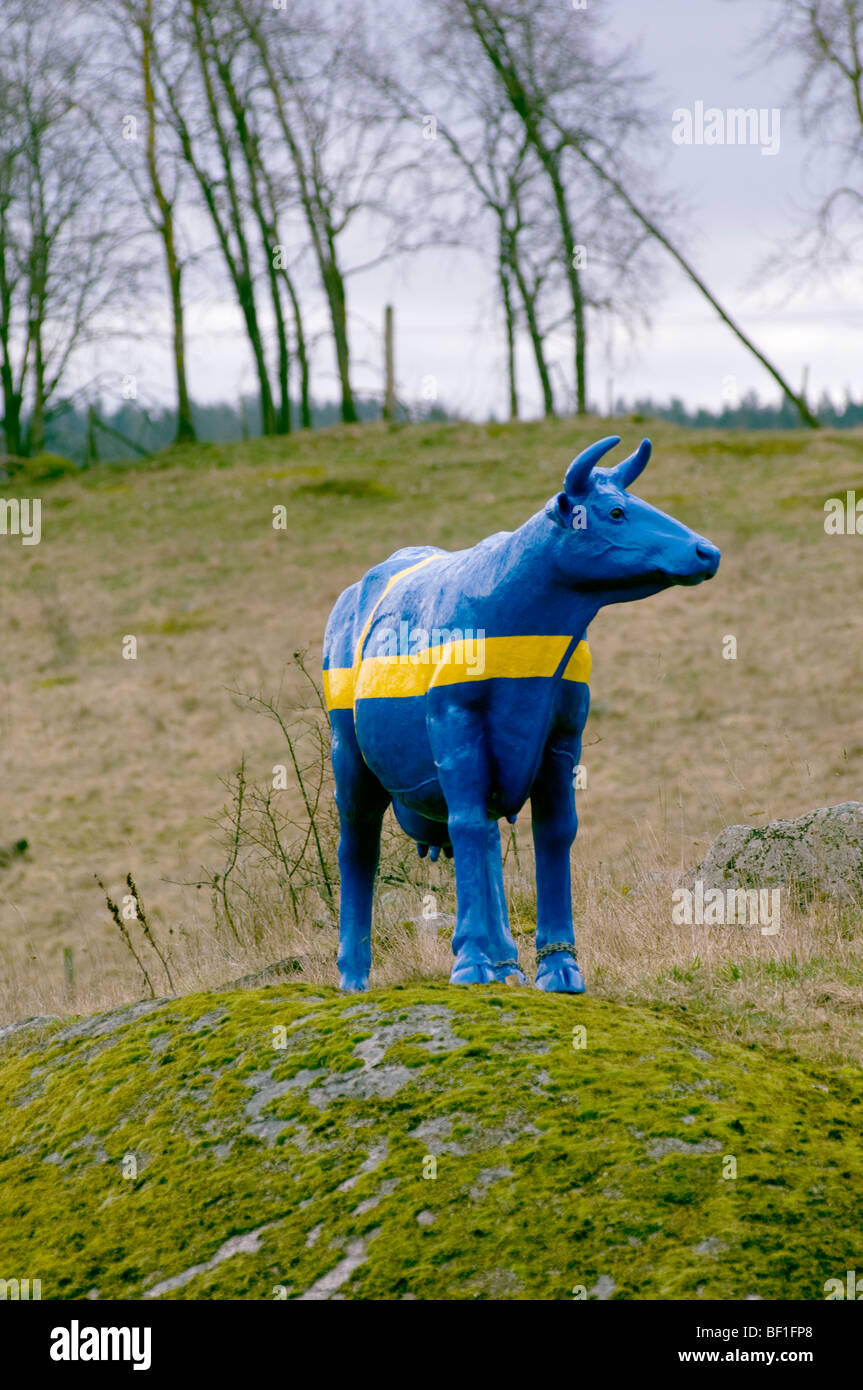 Eine Kuh gemalt als die schwedische Flagge, Schweden. Stockfoto