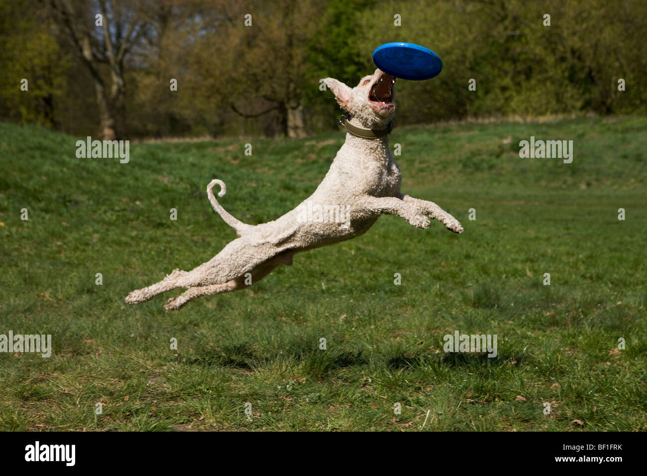 Eine spanische Wasserhunde in der Luft fangen eine Kunststoffscheibe Stockfoto