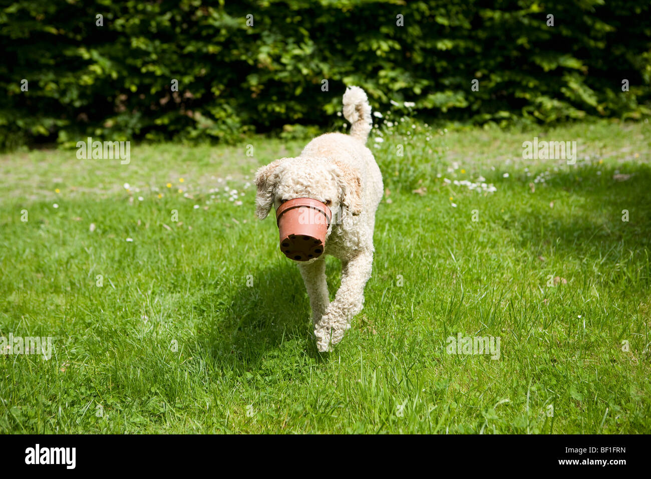 Ein Hund zu Fuß mit einem Blumentopf auf seiner Schnauze fest Stockfoto