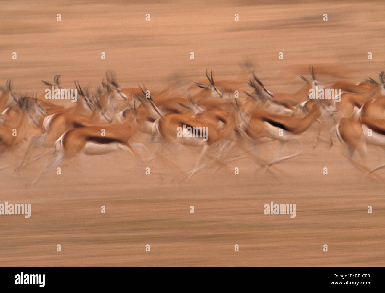 Springbock, Antidorcas marsupialis Stockfoto