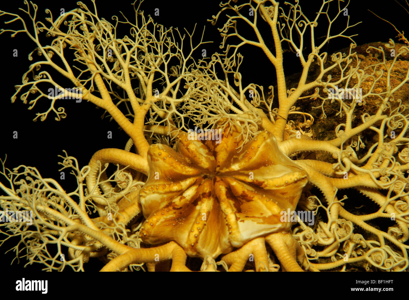 Caryi, Korb Star, Kopf, weißes Meer, Russland