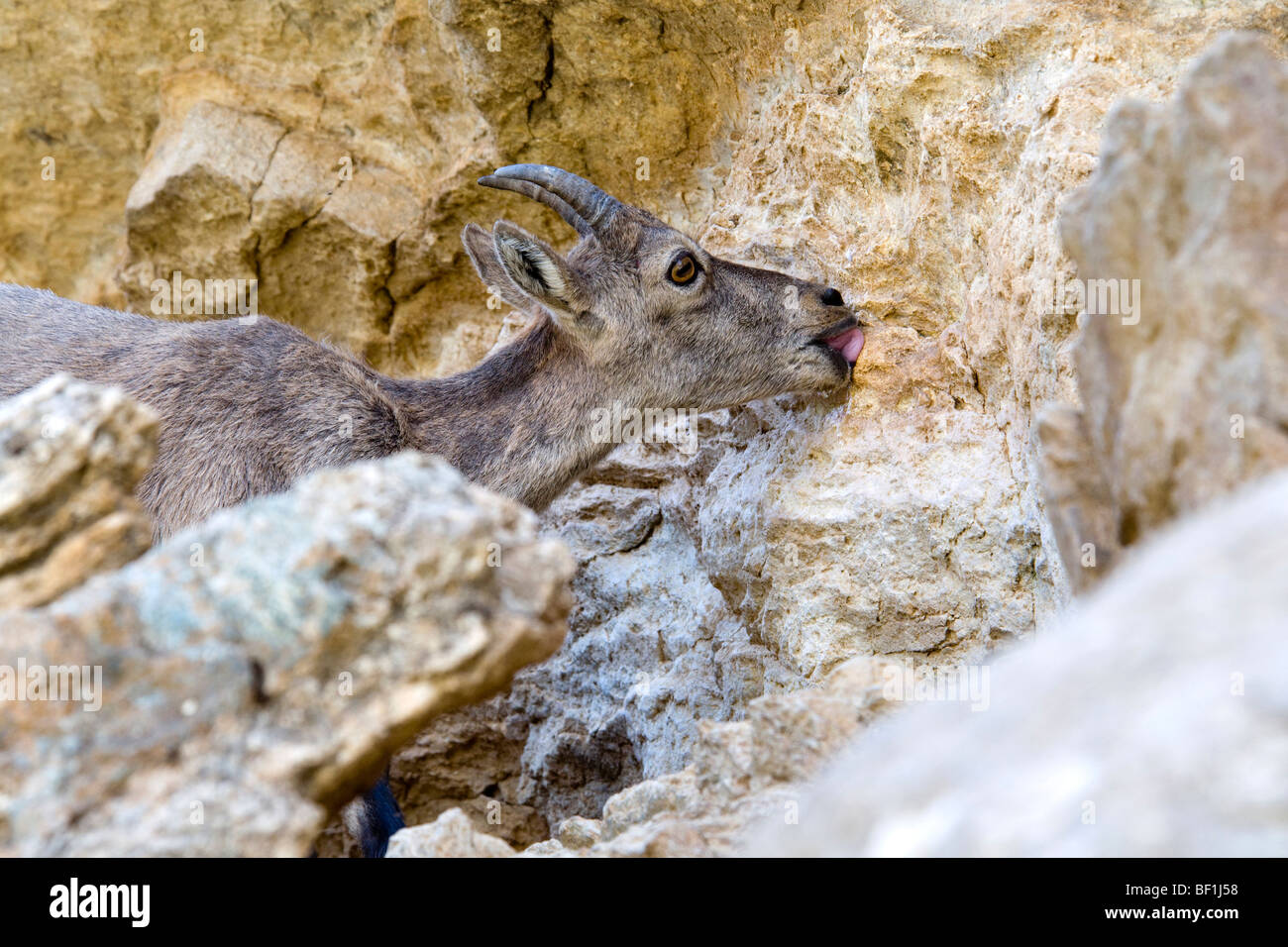 Capra Ibex weibliche Zunge Lingua Salz Stambecco Femmina Lecca Verkauf Minerale Montagna Berg Cogne Parco Nazionale Gran Paradis Stockfoto