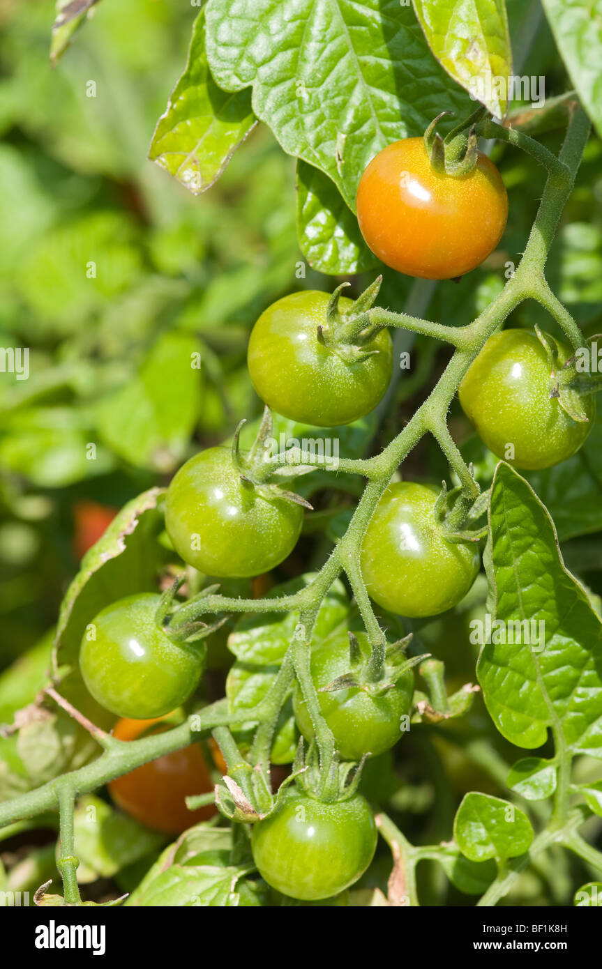 grüne Tomaten Reifen am Rebstock Stockfoto