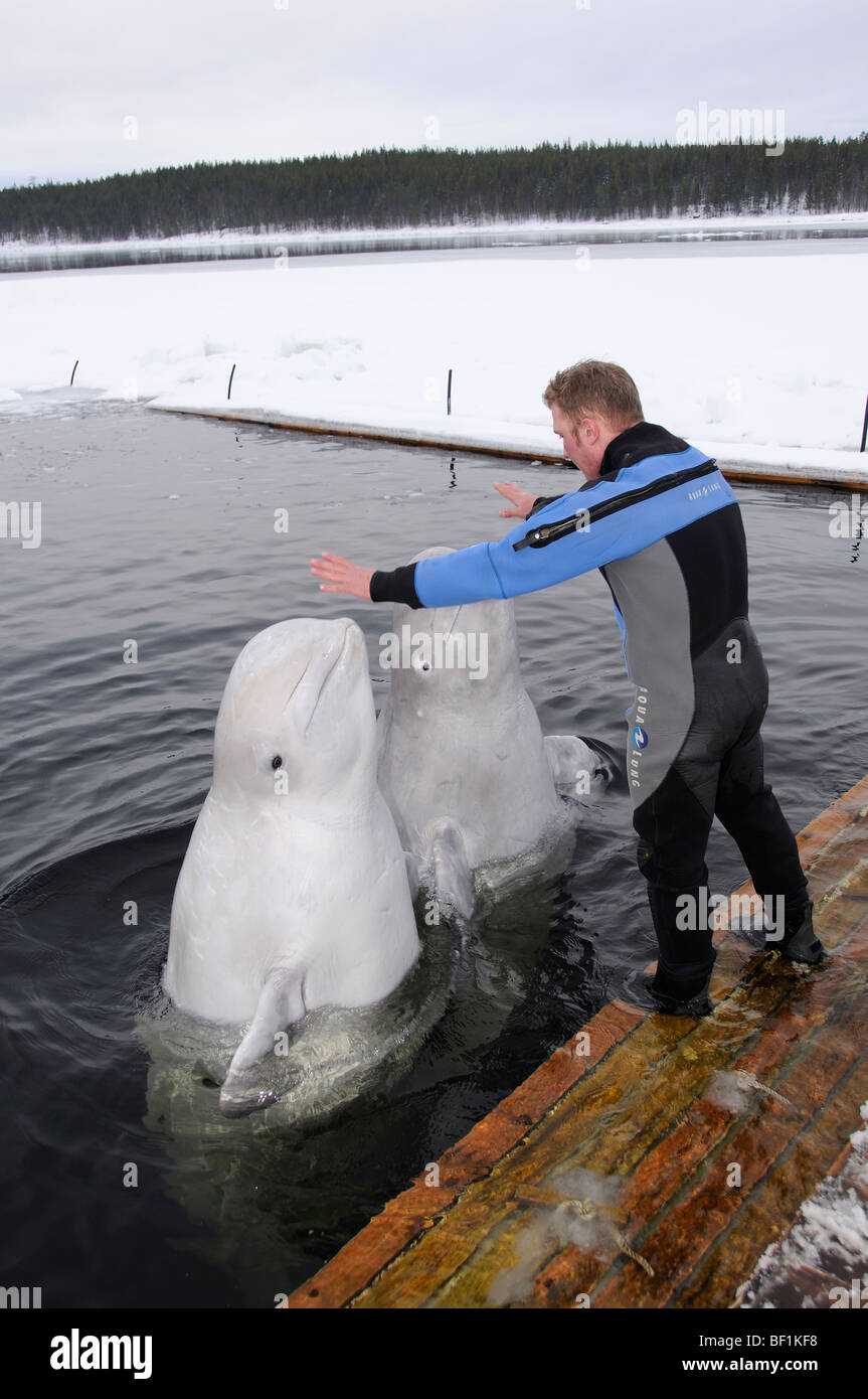 Delphinapterus Leucas, weißen Wal, Beluga, Outdoor Delphinarium Belukha, Kanarischen Meer, weißes Meer, Russland Stockfoto