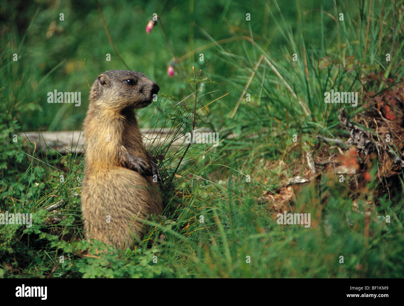 Alpine Murmeltier, Marmota Marmota, Stockfoto