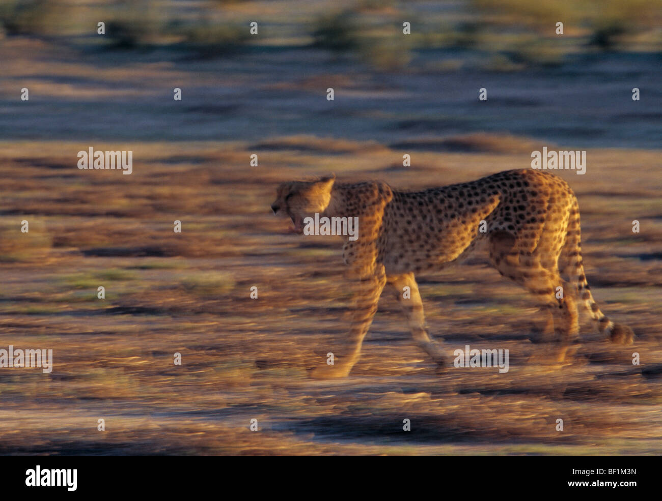 Gepard, Acinonyx jubatus Stockfoto