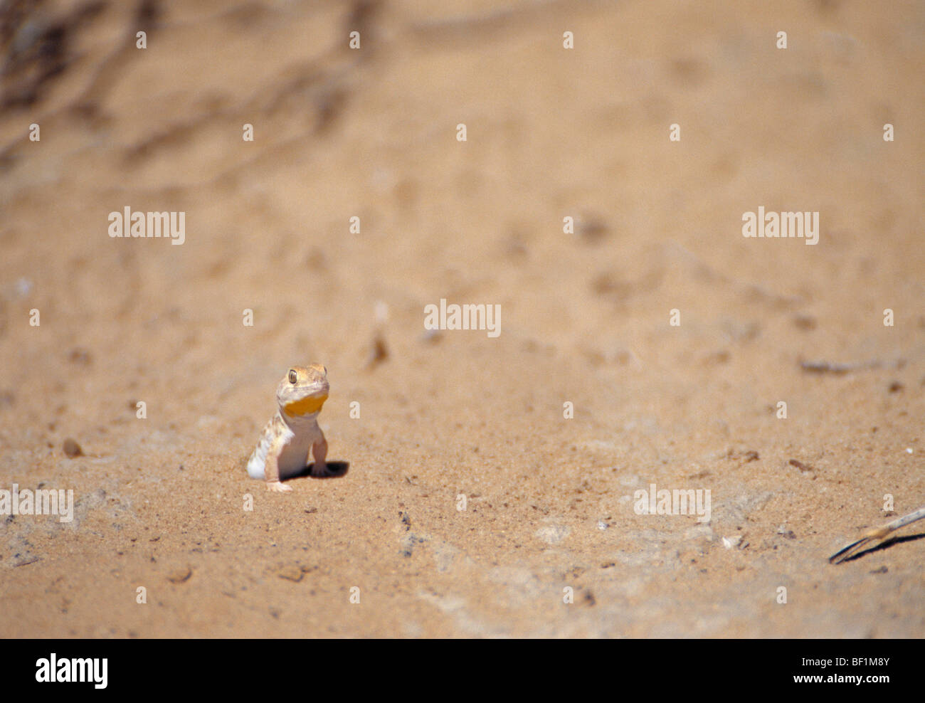 Riese Boden Gecko, Gecko, Chondrodactylus Angulifer Angulifer, Stockfoto