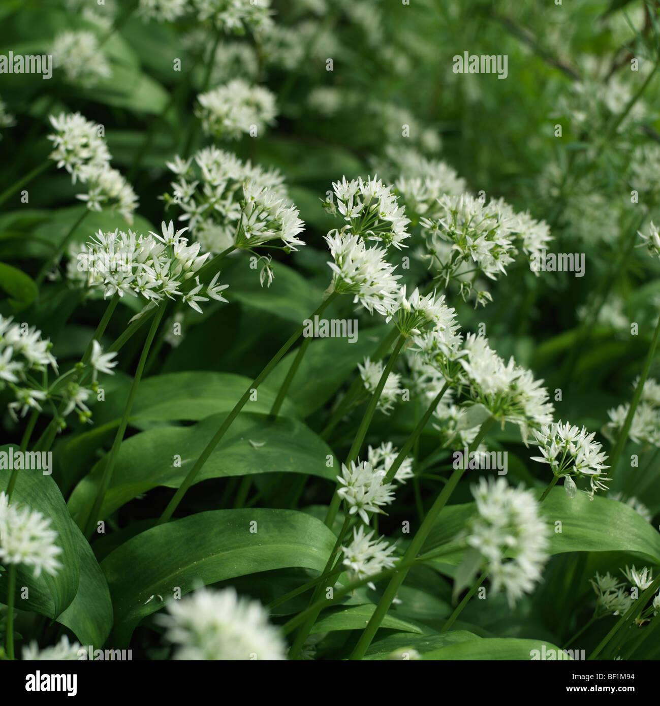 Closeup wächst Bärlauch Blüten und Blätter Stockfoto